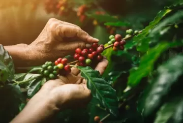 Prêmio Ernesto Illy de Café 2026 recebe inscrições até 18 de setembro