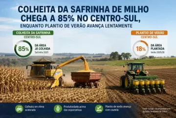 Colheita da safrinha de milho chega a 85% no Centro-Sul, enquanto plantio de verão avança lentamente