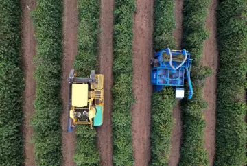 Colheita de café arábica chega a 81% no Cerrado Mineiro e tempo seco acelera trabalhos no campo