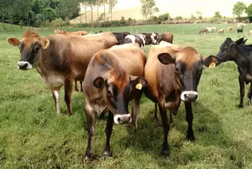 Gestão por indicadores vira fator decisivo para rentabilidade e sobrevivência das fazendas de leite