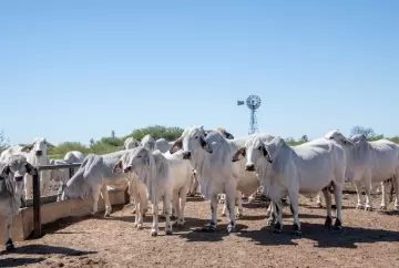 Carrapato bovino causa prejuízo de R$ 300 milhões por ano no Rio Grande do Sul e desafia pecuaristas