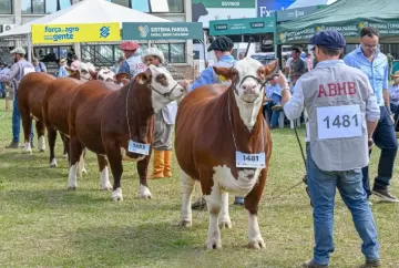 Hereford e Braford ampliam presença na Expointer 2026 e somam 452 animais inscritos