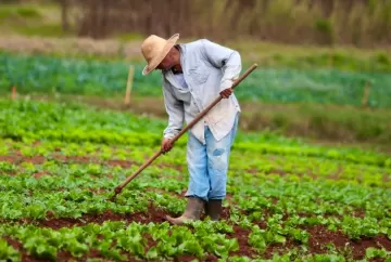 Crédito emergencial ajuda produtores de Ibiúna e Piedade a recuperar lavouras após chuvas e granizo