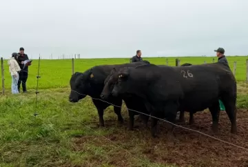 Genética Angus e Brangus ganha valorização no Sul e touro é vendido por R$ 51 mil no Leilão Soldera