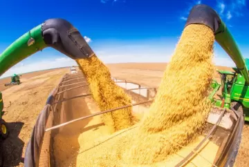 Soja sobe em Chicago com clima adverso nos EUA e sustenta preços no Brasil