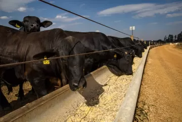 Boi gordo valoriza mais que o milho e amplia poder de compra do pecuarista em agosto