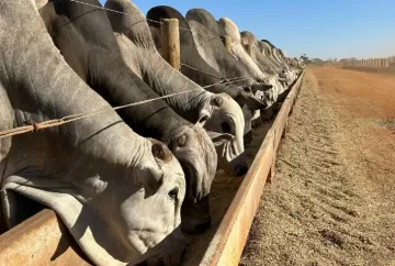 Confinamento bovino deve crescer até 8% no Brasil e amplia demanda por nutrição, tecnologia e gestão