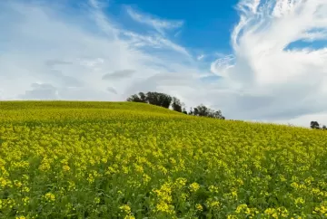 Canola dobra área no Rio Grande do Sul e Plano Safra impulsiona cultivo de inverno