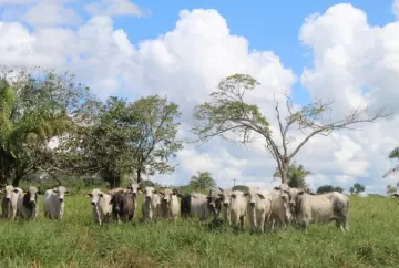 Recria estratégica pode superar 1 kg por dia e reduzir custo da arroba na pecuária
