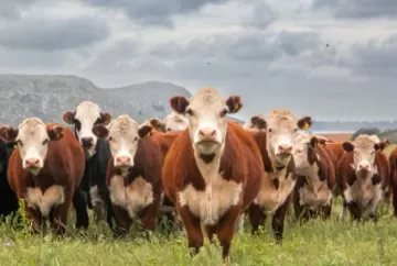 Novas regras da União Europeia: Sindan propõe segregação para preservar uso de antimicrobianos no Brasil