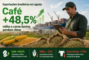 Exportações de café disparam 48,5% em agosto, enquanto milho e carne bovina perdem ritmo