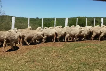 Ovinocultura busca ampliar negócios e integração da cadeia em encontro na Expointer 2026