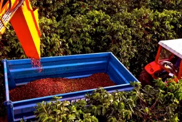 Colheita de café supera 80% nas áreas da Cooxupé em Minas Gerais e São Paulo