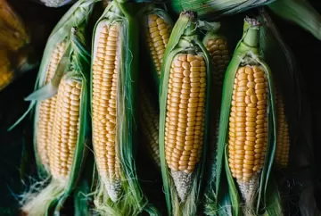 Milho sobe 9,1% no Brasil, mas safra robusta nos EUA ameaça exportações brasileiras