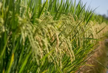 Preço do arroz sobe 22% no RS com oferta menor, exportações firmes e risco de El Niño