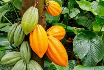 Nutrição contínua do cacau reduz perdas e aumenta eficiência da adubação em períodos de chuva e veranico