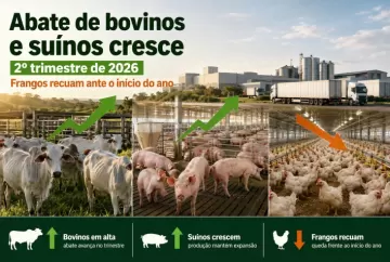 Abate de bovinos e suínos cresce no 2º trimestre de 2026, enquanto frangos recuam ante início do ano