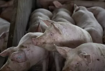 Suínos: mercado independente enfrenta piora de preços em 2026 e cenário se aproxima do observado em 2022