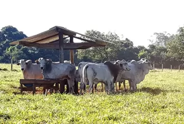 Boi gordo perde força em agosto, mas preço da carne bovina segue firme, aponta Cepea