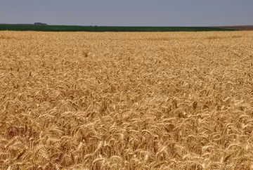 Trigo sobe com guerra no Mar Negro e safra brasileira pode despencar 26% em 2026
