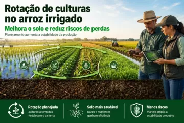 Rotação de culturas no arroz irrigado melhora o solo e reduz riscos de perdas