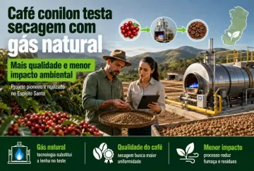 Café conilon testa secagem com gás natural no Espírito Santo para elevar qualidade e reduzir impactos ambientais