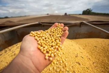Soja sobe no mercado brasileiro, mas recua em Chicago após sequência de fortes ganhos