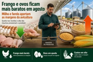 Frango e ovos ficam mais baratos em agosto, enquanto alta do milho e do farelo aperta margens da avicultura