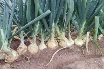 Raízes saudáveis aumentam produtividade da cebola e reduzem perdas por doenças