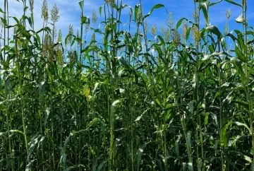 Sorgo forrageiro avança na reforma de canaviais com alta produção de biomassa e proteção do solo