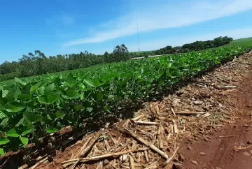 El Niño ameaça safra de soja 2026/27, mas manejo adequado pode reduzir perdas