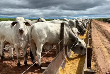 Menos de 1% dos pecuaristas calculam o custo completo de produção, revela levantamento