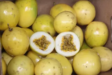 Cultivares de maracujá do IAC avançam pelo Brasil e ampliam oferta para indústria de polpas