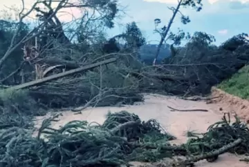 Paraná libera uso de árvores derrubadas por eventos climáticos para reconstrução de propriedades rurais