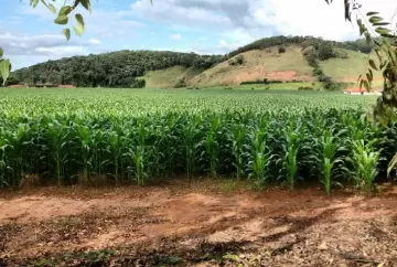 Preço do milho sobe no Brasil com produtores retraídos e melhora da paridade de exportação
