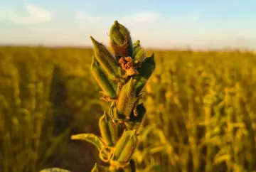 Nova cultivar de gergelim combina sabor doce, alta produtividade e ciclo de 90 dias