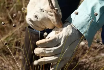 Plantas raras consideradas desaparecidas há três décadas são redescobertas em Minas Gerais