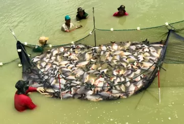 Oito países criam plano regional para impulsionar aquicultura sustentável na Amazônia