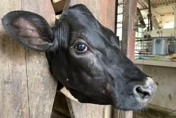 Nova bactéria associada ao “mal do olho” em bovinos é descoberta no Brasil