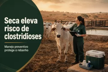 Seca aumenta riscos de clostridioses no rebanho e exige reforço no manejo preventivo