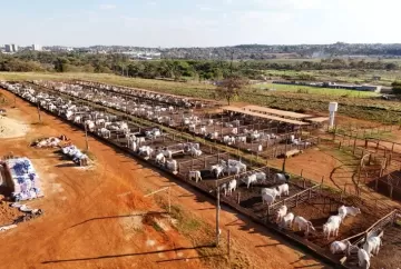 DDGS de sorgo pode substituir até 50% do milho na dieta de bovinos confinados, aponta estudo inédito