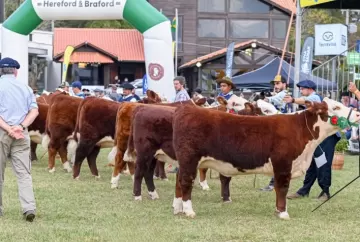 Expointer 2026: ABHB reúne genética, julgamentos e leilões das raças Hereford e Braford