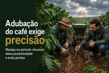 Adubação do café no período chuvoso exige precisão para elevar produtividade e evitar perdas