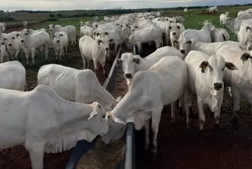 Fêmeas superprecoces elevam produção de bezerros e poupam 5 mil hectares de pastagens