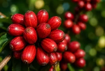 Concurso internacional vai eleger os melhores cafés conilon e robusta do Brasil em 2026