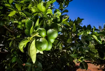 Greening ameaça produção de limão no Brasil e exige controle rigoroso nos pomares