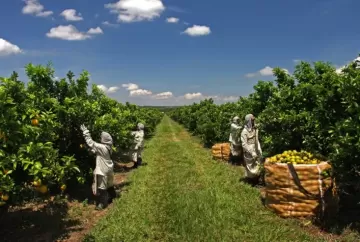 Citricultura gera 51,7 mil admissões e amplia empregos em 4,2% na safra 2025/2026