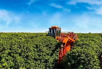 Colheita de café arábica atinge 87% no Cerrado Mineiro com avanço favorecido pelo tempo seco