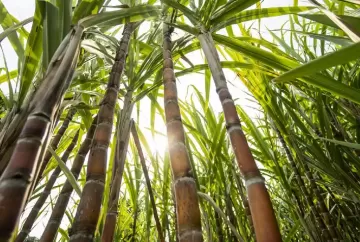 Safra de cana cresce 4,7% e chega a 705,2 milhões de toneladas, com avanço do etanol
