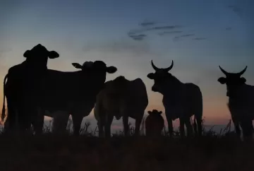 Agro do Paraná bate recorde e alcança VBP de R$ 213 bilhões em 2025